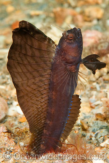 Sailfin Blenny Emblemaria pandionis photo Sailfin Blenny Emblemaria pandionis photo