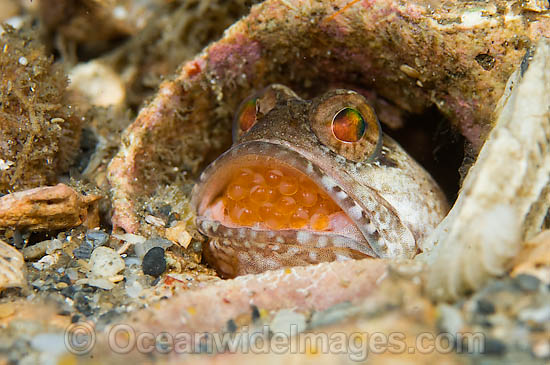 Banded Jawfish Opistognathus macrognathus photo