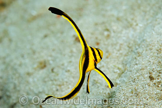 Jack Knife Fish (Equetus lanceolatus), juvenile. Also known as Spotted Drum. Photographed near the Blue Heron Bridge in Singer Island, Florida, USA Photo - Michael Patrick O'Neill Jack Knife Fish (Equetus lanceolatus), juvenile. Also known as Spotted Drum. Photographed near the Blue Heron Bridge in Singer Island, Florida, USA Photo - Michael Patrick O'Neill