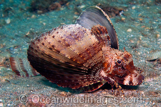 Bandtail Sea Robin Prionotus ophryas photo