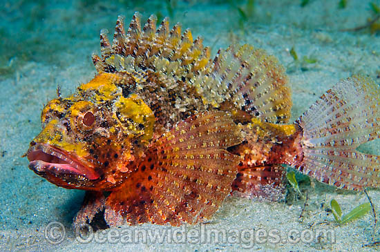 Barbfish (Scorpaena brasiliensis). Photo taken the Lake Worth Lagoon, near the Palm Beach Inlet in Singer Island, Florida, USA. Photo - Michael Patrick O'Neill Barbfish (Scorpaena brasiliensis). Photo taken the Lake Worth Lagoon, near the Palm Beach Inlet in Singer Island, Florida, USA. Photo - Michael Patrick O'Neill