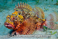 Barbfish Scorpaena brasiliensis Photo - Michael Patrick O'Neill