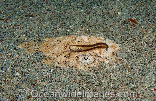 White-margin Stargazer (Uranoscopus sulphureus) burried in sand with its ribbon-like tongue protruding from teeth-lined mouth to lure prey. Found throughtout Indo-Pacific. Photo taken Komodo National Park Indonesia. Within the Coral Triangle. Photo - Michael Patrick O'Neill