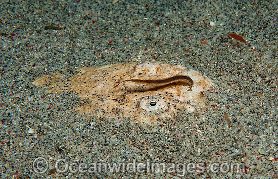 White-margin Stargazer (Uranoscopus sulphureus) burried in sand with its ribbon-like tongue protruding from teeth-lined mouth to lure prey. Found throughtout Indo-Pacific. Photo taken Komodo National Park Indonesia. Within the Coral Triangle. Photo - Michael Patrick O'Neill White-margin Stargazer (Uranoscopus sulphureus) burried in sand with its ribbon-like tongue protruding from teeth-lined mouth to lure prey. Found throughtout Indo-Pacific. Photo taken Komodo National Park Indonesia. Within the Coral Triangle. Photo - Michael Patrick O'Neill