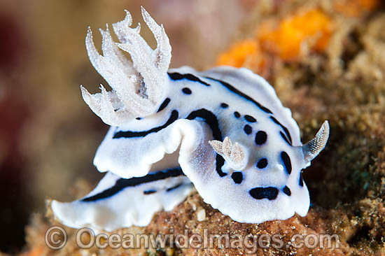 Nudibranch Chromodoris willani photo