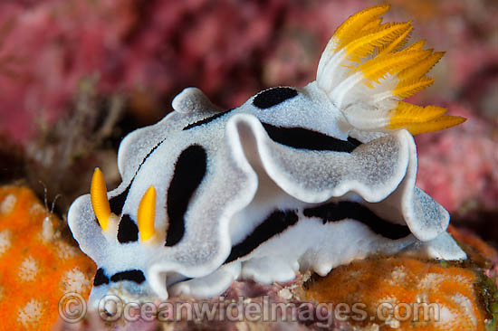 Nudibranch Chromodoris dianae photo