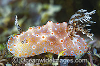 Nudibranch Halgerda batangas Photo - Gary Bell