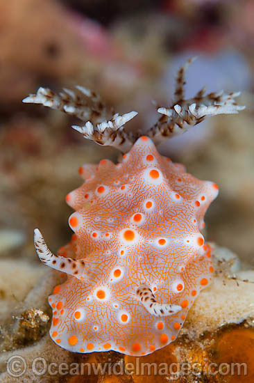 Nudibranch Halgerda batangas photo