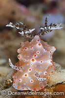 Nudibranch Halgerda batangas Photo - Gary Bell