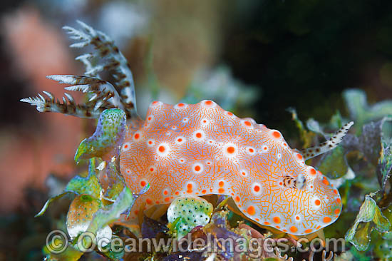 Nudibranch Halgerda batangas photo