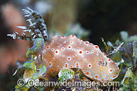 Nudibranch Halgerda batangas Photo - Gary Bell