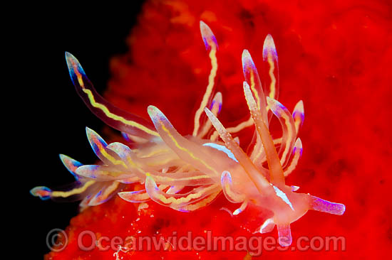 Nudibranch Flabellina sp. photo Nudibranch Flabellina sp. photo