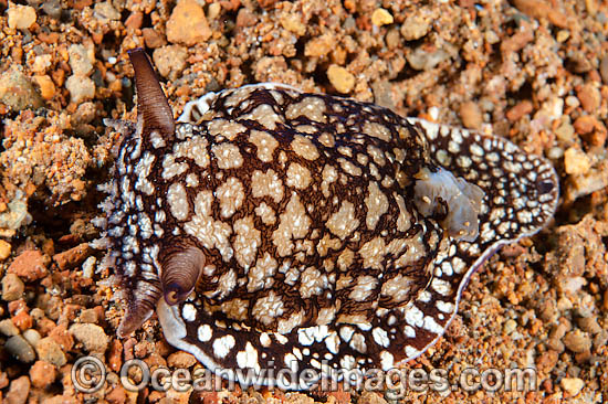 Sea Slug Pleurobranchaea brockii photo Sea Slug Pleurobranchaea brockii photo