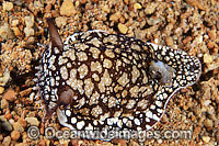 Sea Slug Pleurobranchaea brockii Photo - Gary Bell