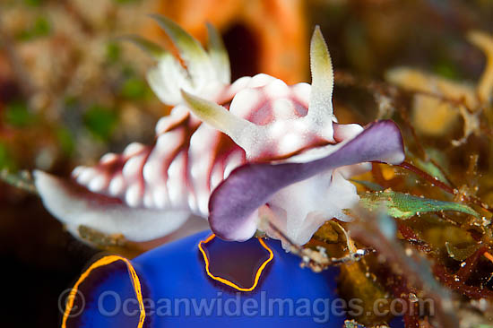 Nudibranch Chromodoris geometrica photo