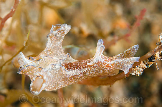 Sea Hare Aplysia parvula photo Sea Hare Aplysia parvula photo