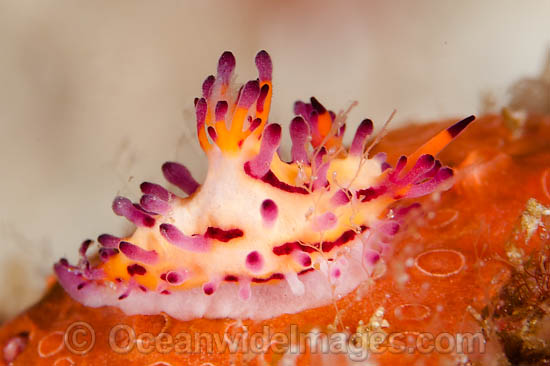 Nudibranch Aegires villosus photo