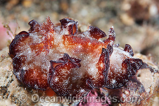 Nudibranch Discodoris boholiensis photo