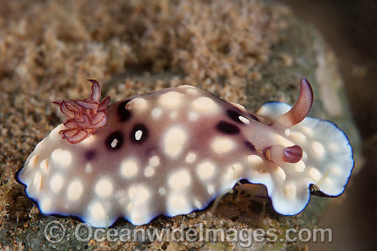 Nudibranch Chromodoris hintuanensis photo Nudibranch Chromodoris hintuanensis photo
