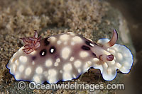 Nudibranch Chromodoris hintuanensis Photo - Gary Bell