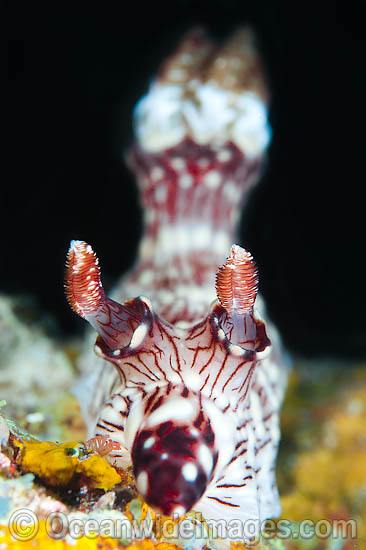Nudibranch Jorunna rubescens photo