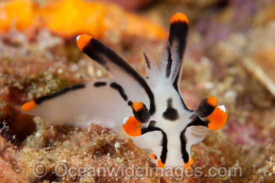 Nudibranch Thecacera picta photo Nudibranch Thecacera picta photo