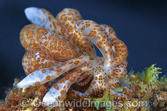 Nudibranch Phyllodesmium longicirrum photo Nudibranch Phyllodesmium longicirrum photo