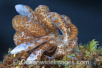 Nudibranch Phyllodesmium longicirrum Photo - Gary Bell