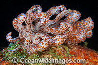 Nudibranch Phyllodesmium longicirrum Photo - Gary Bell