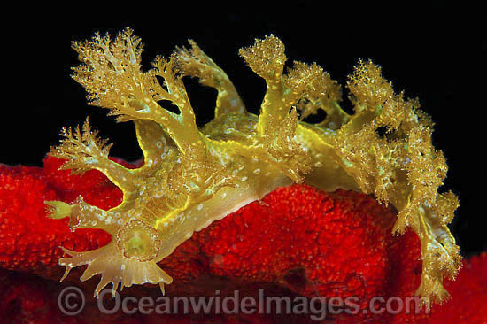 Nudibranch Marionia olivacea photo