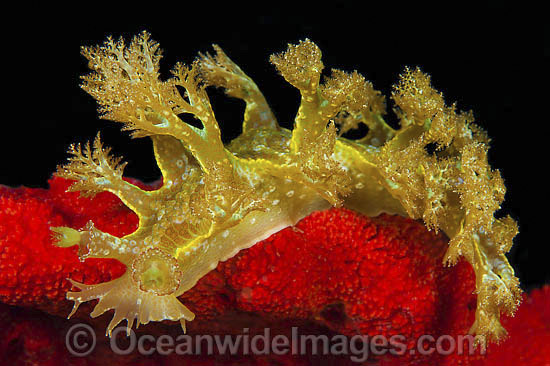 Nudibranch Marionia olivacea photo Nudibranch Marionia olivacea photo