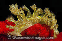 Nudibranch Marionia olivacea Photo - Gary Bell