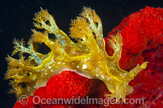 Nudibranch Marionia olivacea photo