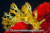 Nudibranch Marionia olivacea Photo - Gary Bell