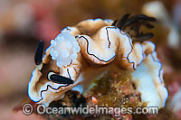 Nudibranch with predating nudibranch attached to rhinophores Photo - Gary Bell
