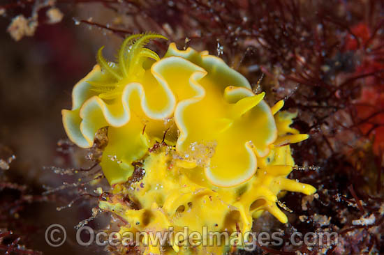 Nudibranch Noumea crocea photo Nudibranch Noumea crocea photo