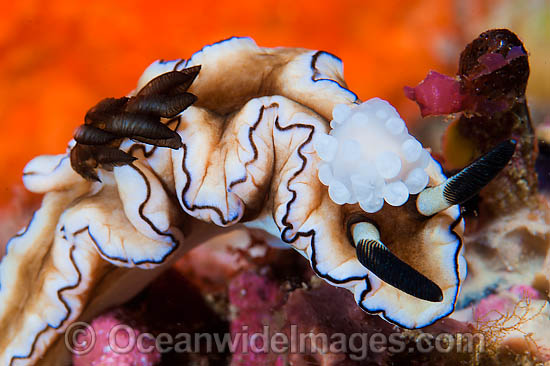 Nudibranch with predating nudibranch attached to rhinophores photo