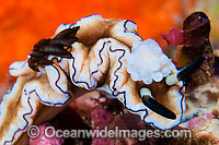 Nudibranch with predating nudibranch attached to rhinophores Photo - Gary Bell