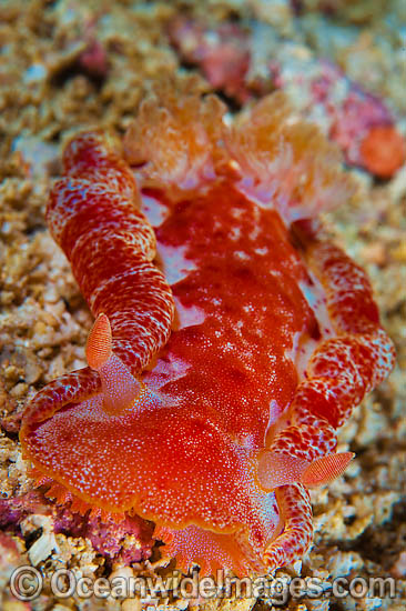 Nudibranch Hexabranchus sanguineus photo Nudibranch Hexabranchus sanguineus photo