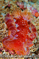 Nudibranch Hexabranchus sanguineus Photo - Gary Bell