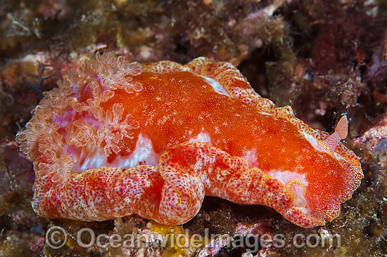 Spanish Dancer Hexabranchus sanguineus photo Spanish Dancer Hexabranchus sanguineus photo