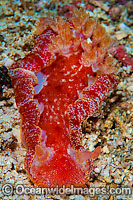 Spanish Dancer Nudibranch Photo - Gary Bell