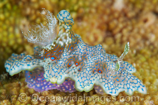 Nudibranch Ceratosoma sinuatum photo Nudibranch Ceratosoma sinuatum photo