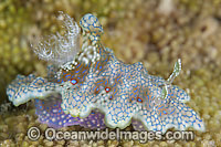 Nudibranch Ceratosoma sinuatum Photo - Gary Bell