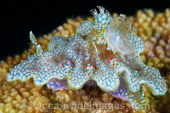 Nudibranch Ceratosoma sinuatum photo