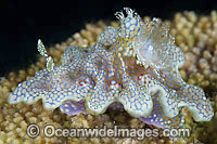 Nudibranch Ceratosoma sinuatum Photo - Gary Bell