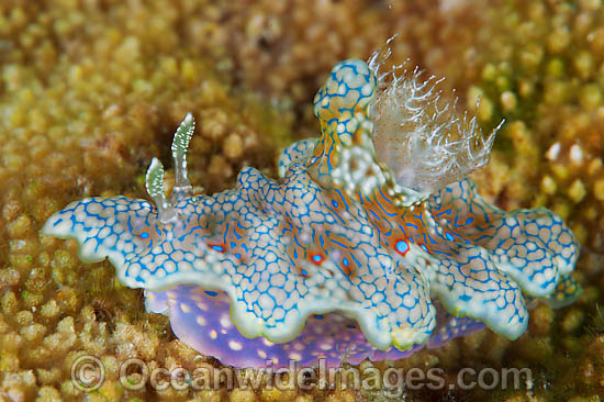 Nudibranch Ceratosoma sinuatum photo