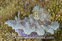 Nudibranch Ceratosoma sinuatum Photo - Gary Bell