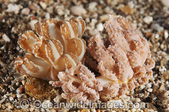Phyllodesmium jakobsenae and Phyllodesmium sp. photo Phyllodesmium jakobsenae and Phyllodesmium sp. photo
