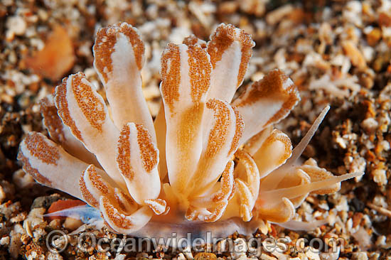 Nudibranch Phyllodesmium jakobsenae photo Nudibranch Phyllodesmium jakobsenae photo